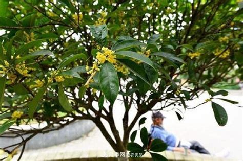 桂花繁殖方法|桂花香气浓郁，但繁殖难？掌握四种方法，明年桂花开满园